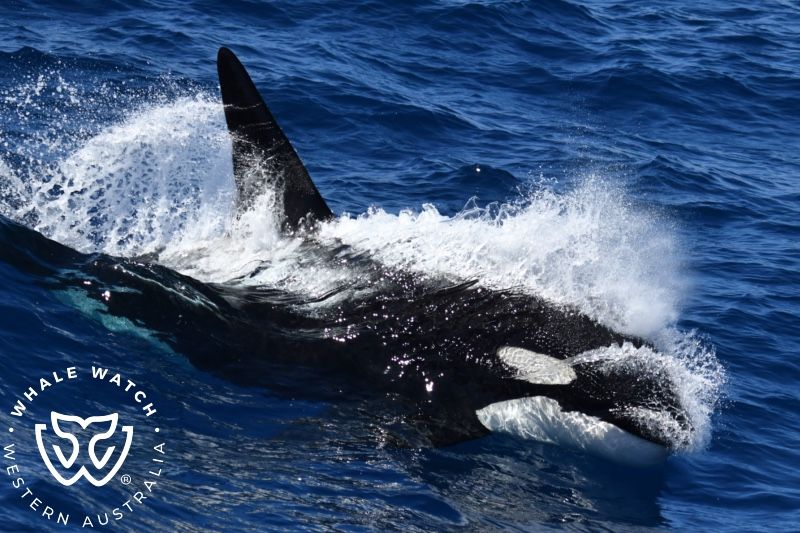 Whale Watch Western Australia