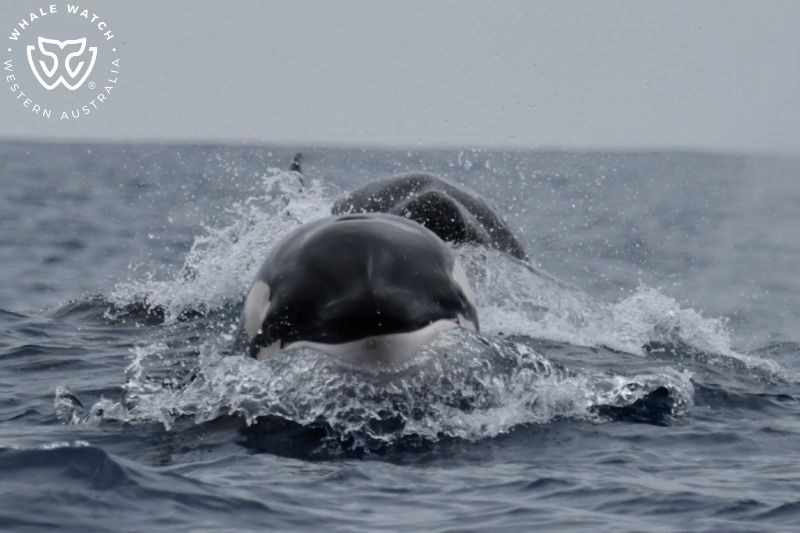 Whale Watch Western Australia