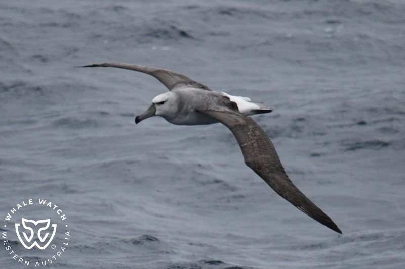 Whale Watch Western Australia