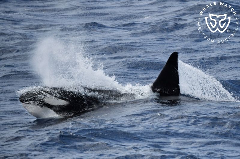 Whale Watch Western Australia