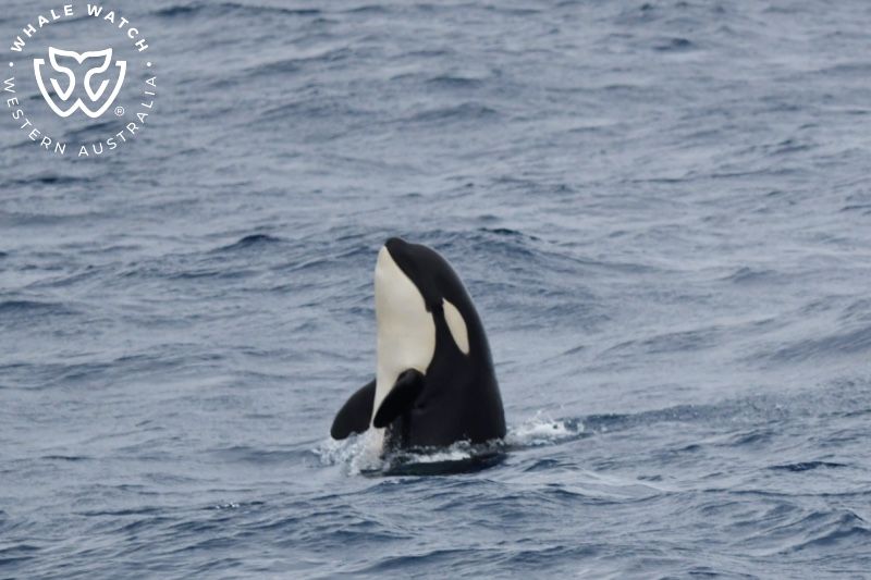 Whale Watch Western Australia
