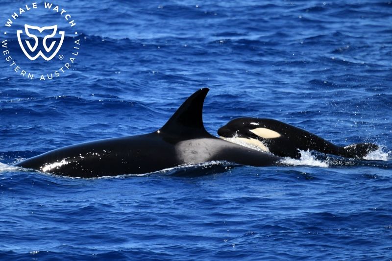 Whale Watch Western Australia
