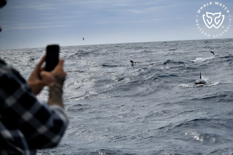 Whale Watch Western Australia