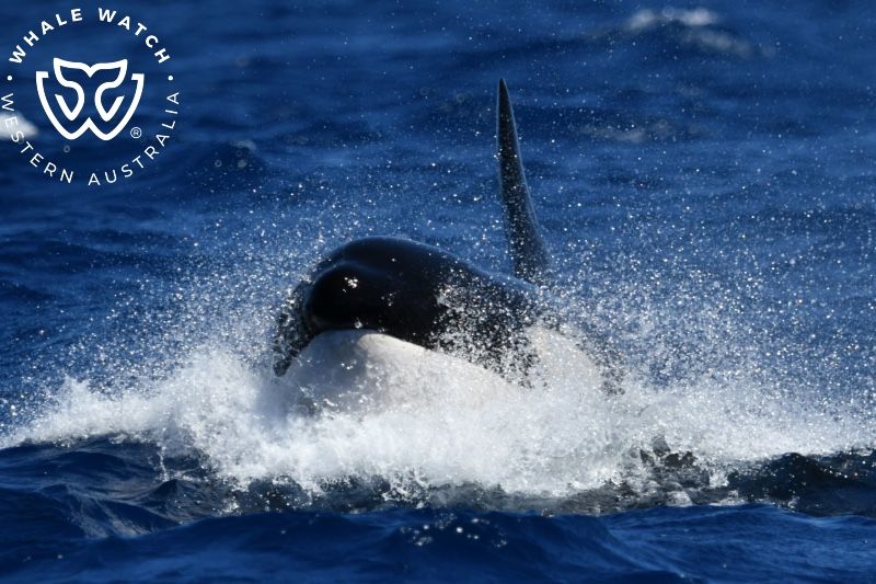 Whale Watch Western Australia