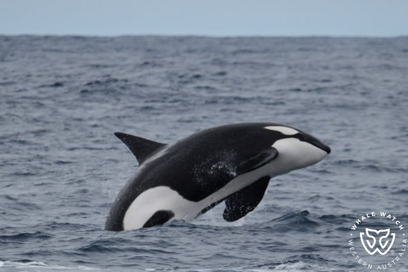 Whale Watch Western Australia