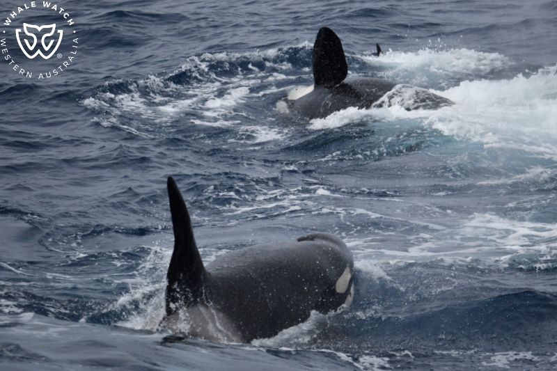 Whale Watch Western Australia