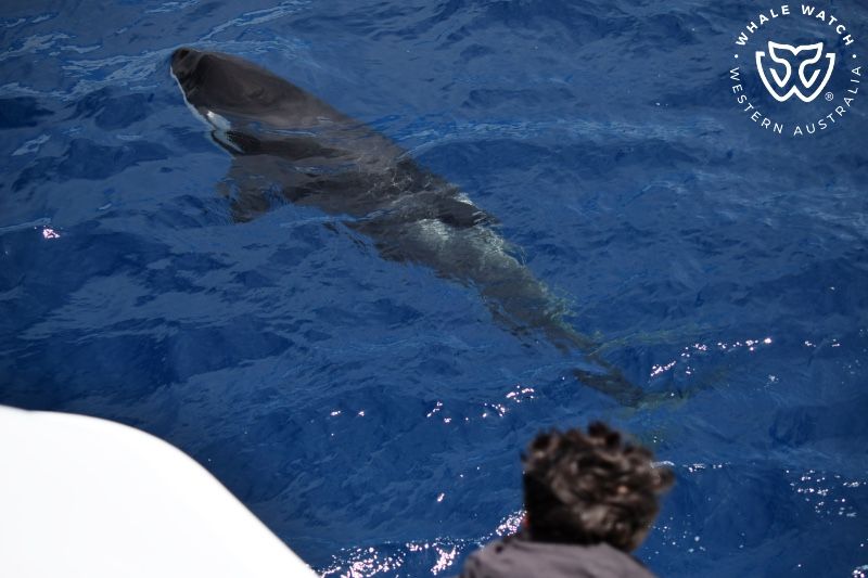 Whale Watch Western Australia