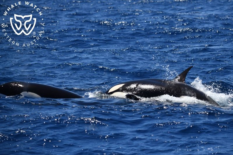 Whale Watch Western Australia