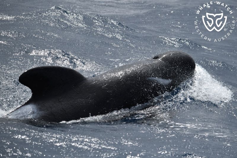 Whale Watch Western Australia