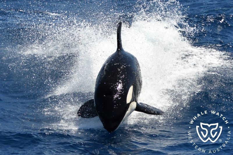 Whale Watch Western Australia