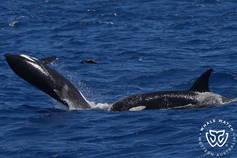 Whale Watch Western Australia