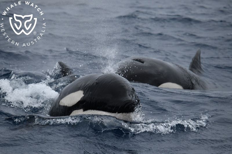 Whale Watch Western Australia