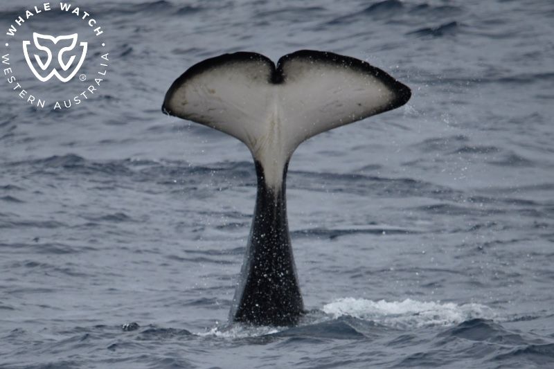 Whale Watch Western Australia