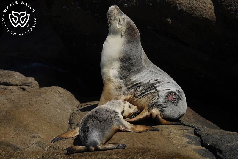 Whale Watch Western Australia