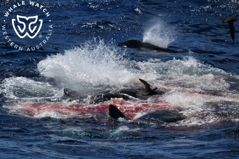 Whale Watch Western Australia