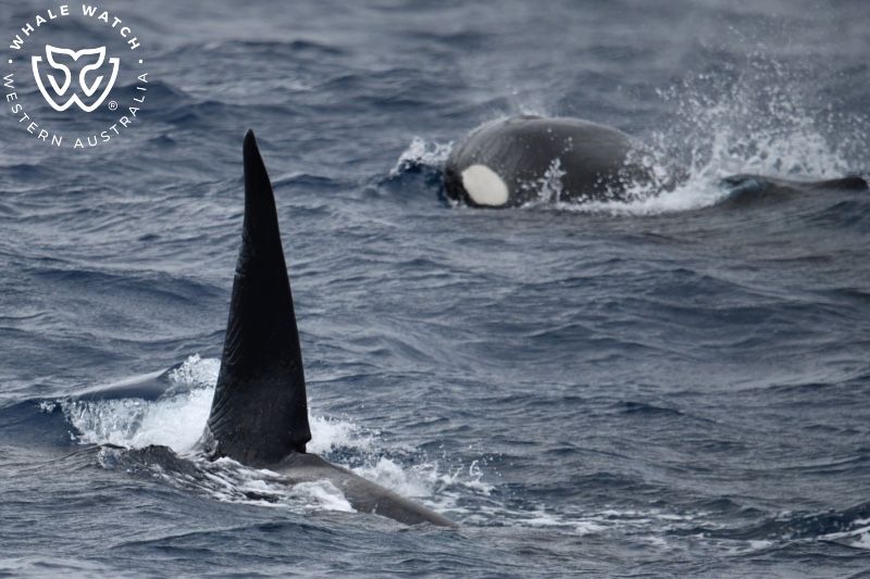 Whale Watch Western Australia