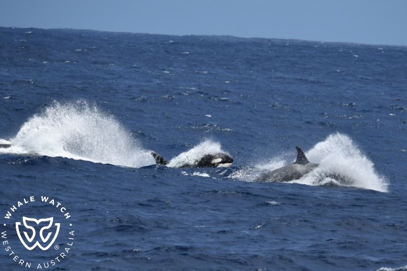 Whale Watch Western Australia