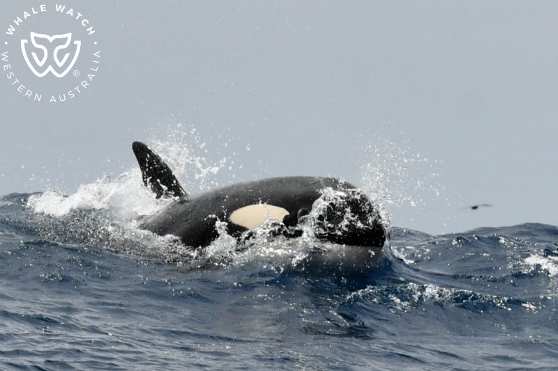 Whale Watch Western Australia