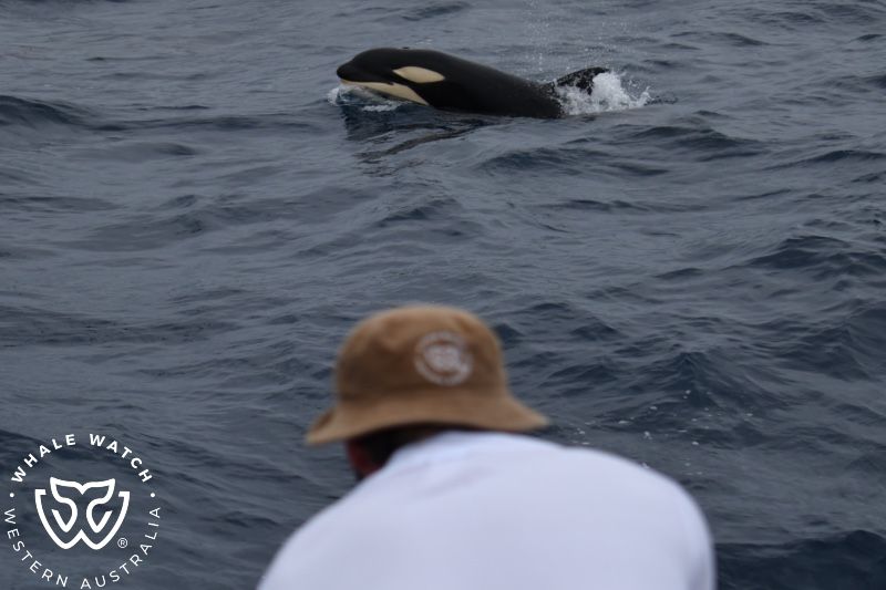 Whale Watch Western Australia