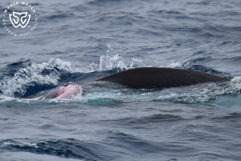 Whale Watch Western Australia