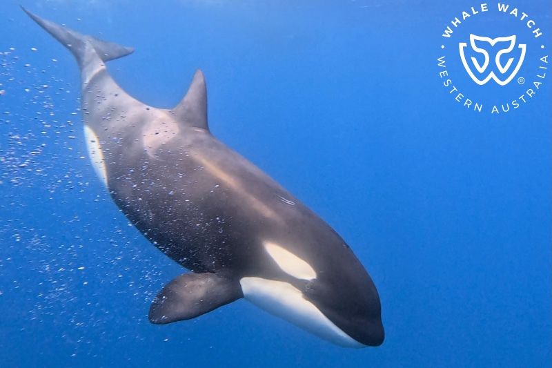 Whale Watch Western Australia