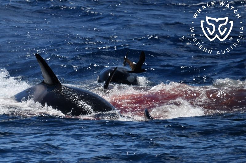 Whale Watch Western Australia