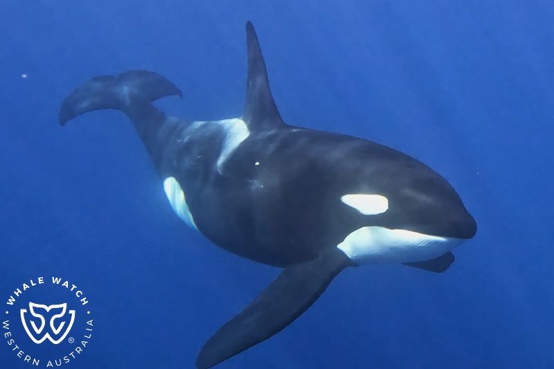 Whale Watch Western Australia