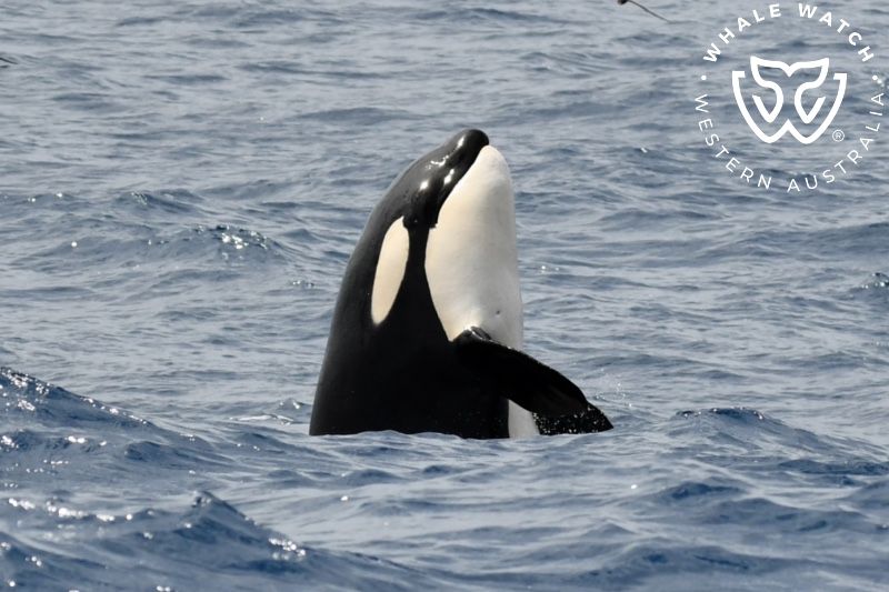 Whale Watch Western Australia