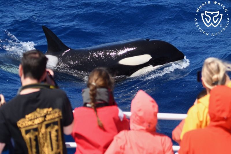 Whale Watch Western Australia