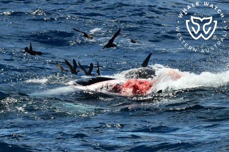 Whale Watch Western Australia