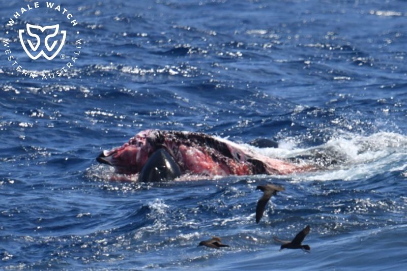Whale Watch Western Australia