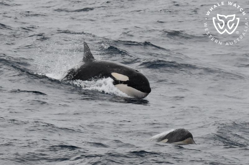 Whale Watch Western Australia