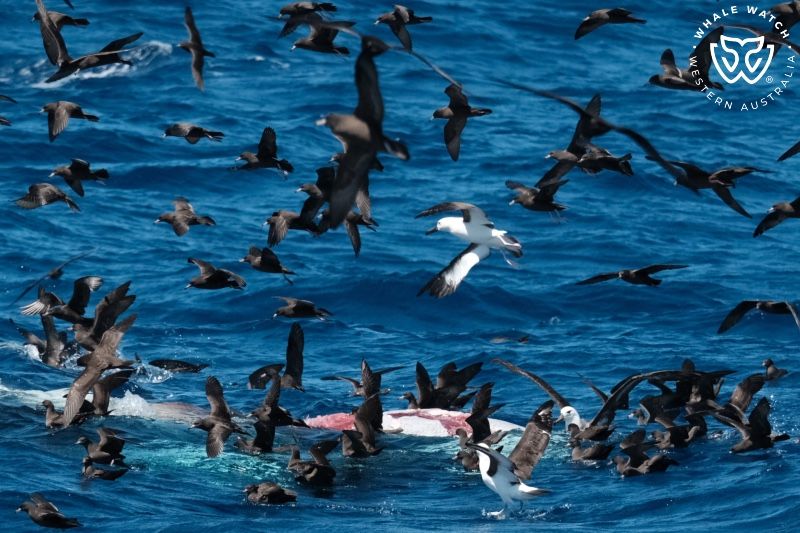 Whale Watch Western Australia