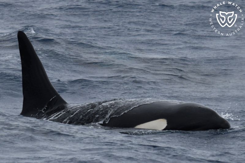 Whale Watch Western Australia