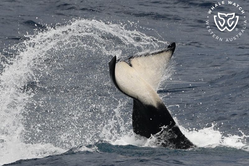 Whale Watch Western Australia