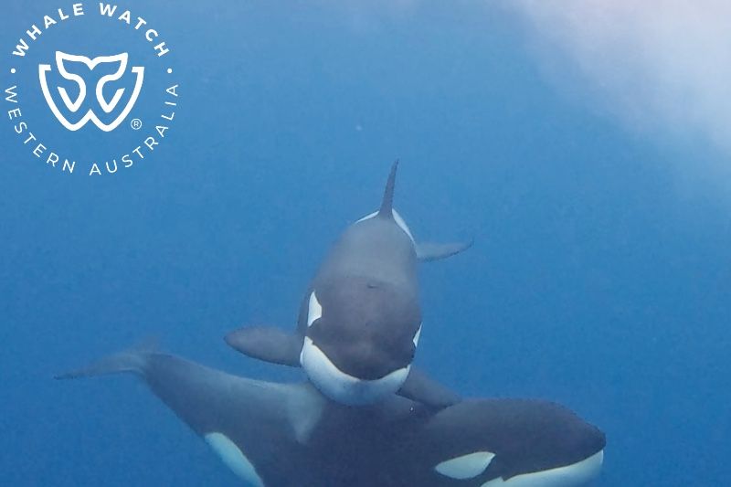 Whale Watch Western Australia