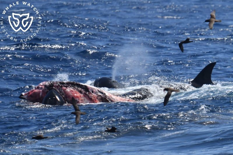 Whale Watch Western Australia