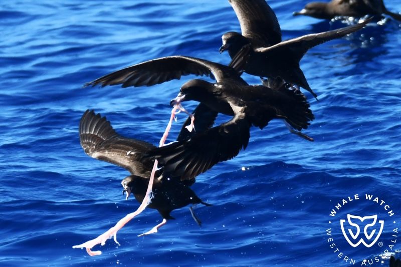 Whale Watch Western Australia
