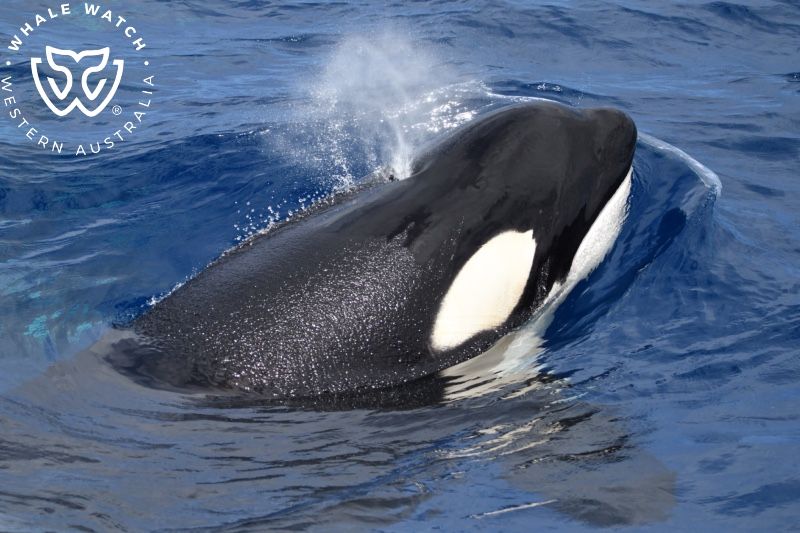 Whale Watch Western Australia