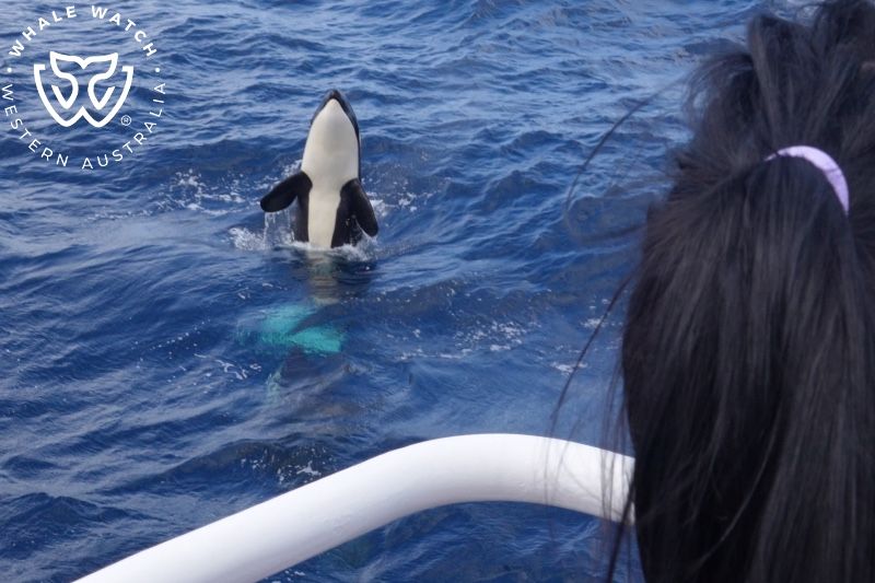 Whale Watch Western Australia