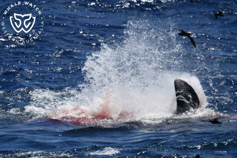 Whale Watch Western Australia