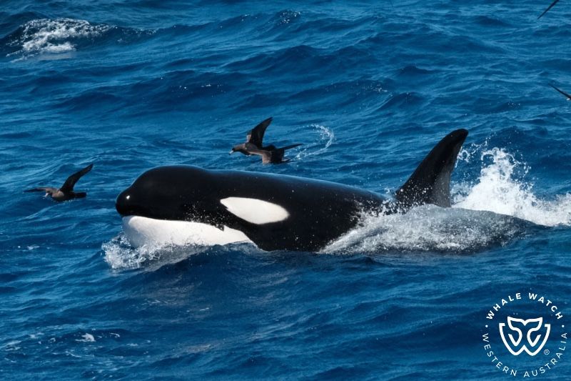 Whale Watch Western Australia