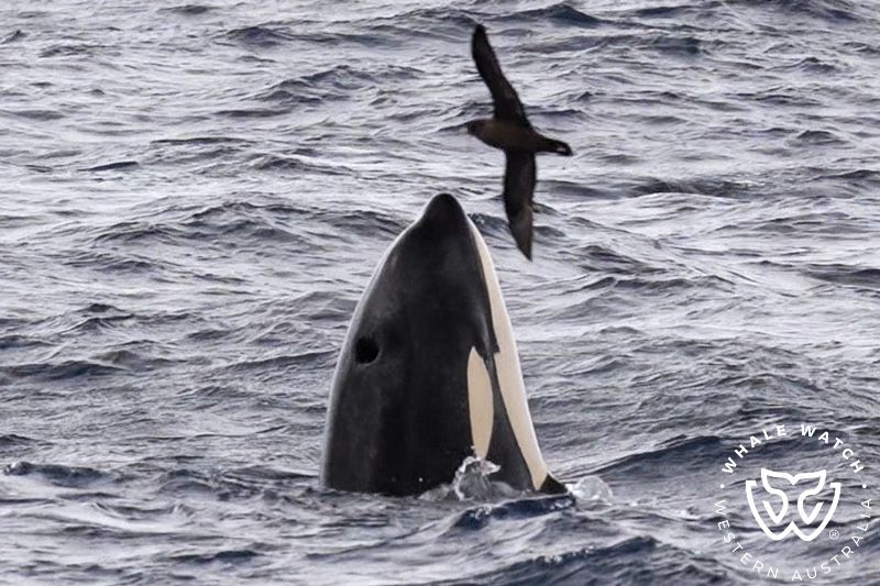 Whale Watch Western Australia
