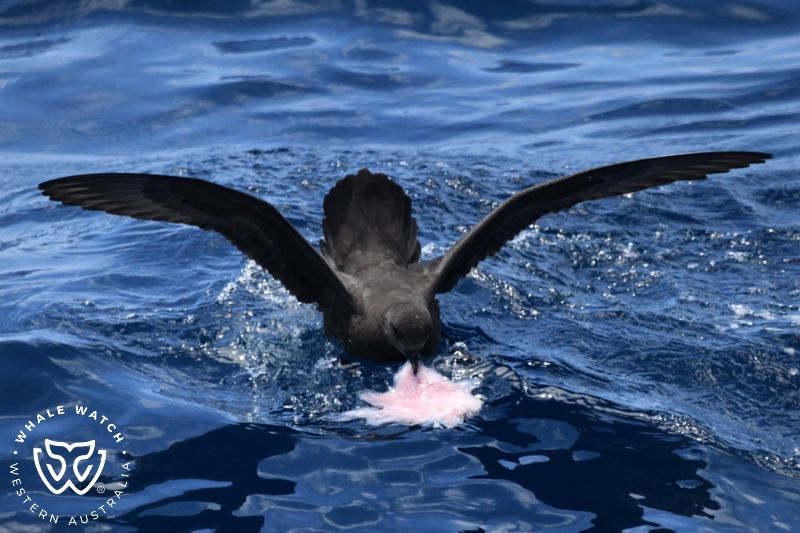 Whale Watch Western Australia