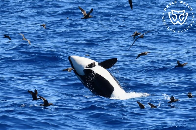 Whale Watch Western Australia