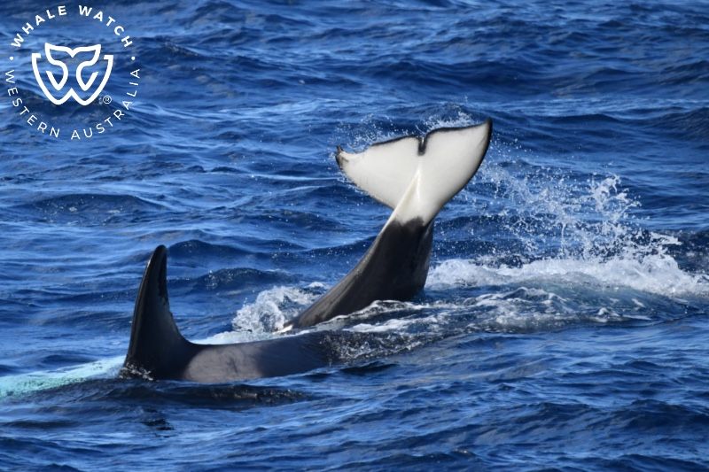 Whale Watch Western Australia