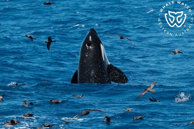 Whale Watch Western Australia