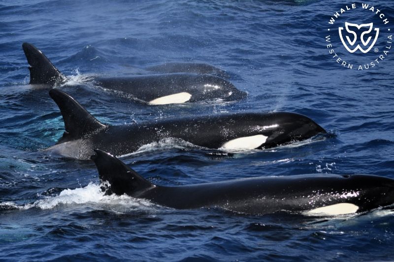 Whale Watch Western Australia