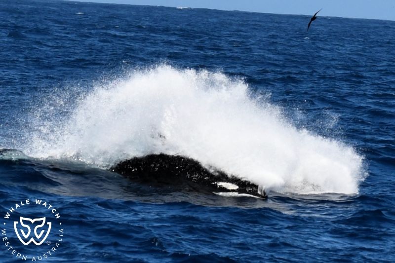 Whale Watch Western Australia
