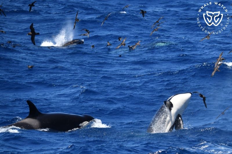 Whale Watch Western Australia